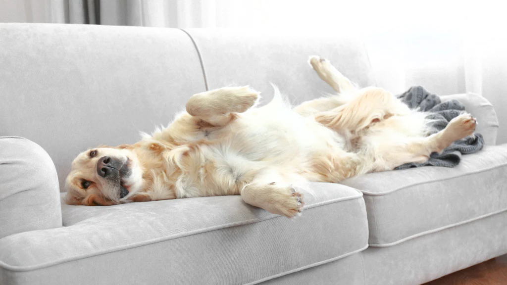 How to Get Rid of Dog Smell from Your Sofa插图2