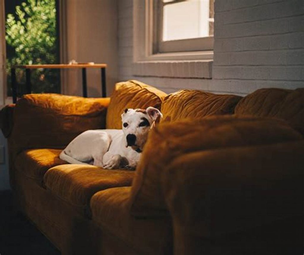 Why Do Dogs Pee on the Couch? A Deep Dive into the Causes and Solutions插图1