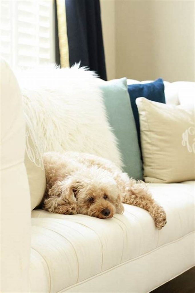 Why Do Dogs Dig Holes in the Sofa?插图1