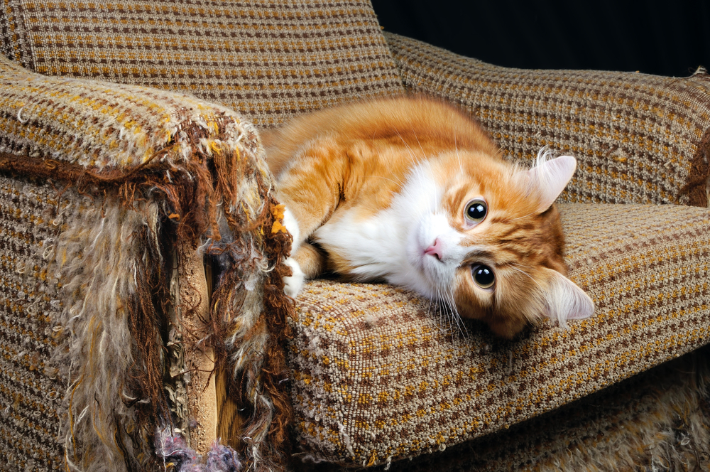 Why Do Cats Scratch the Sofa? Exploring This Frustrating Feline Behavior缩略图