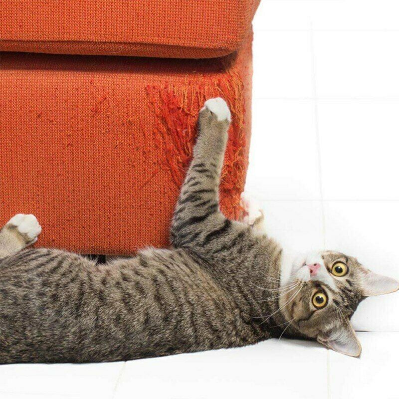 Why Do Cats Scratch the Sofa? Exploring This Frustrating Feline Behavior插图