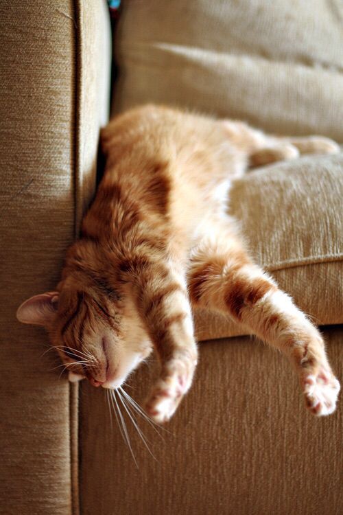 Do cats scratch velvet sofas?插图1