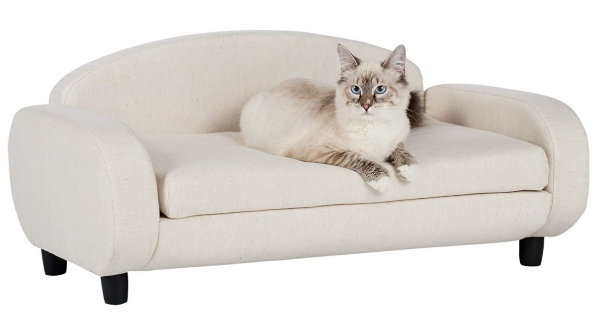How to protect your sofa from cats?缩略图