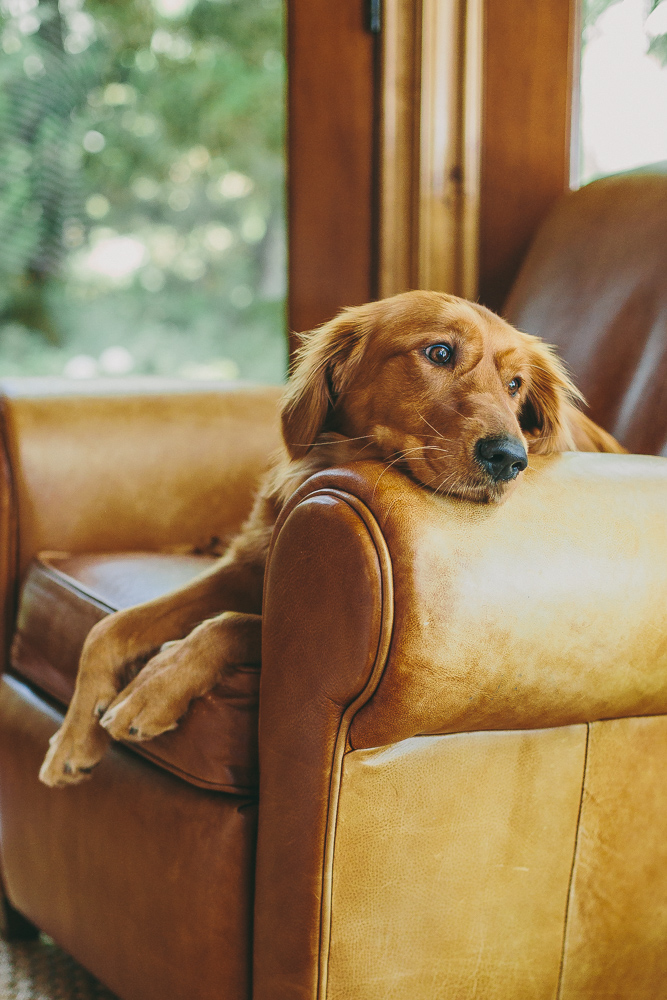 Why Do Dogs Pee on the Couch? A Deep Dive into the Causes and Solutions缩略图