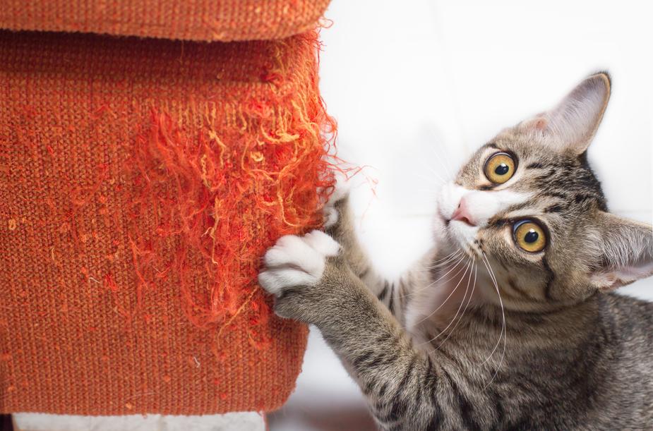 Do cats scratch velvet sofas?缩略图