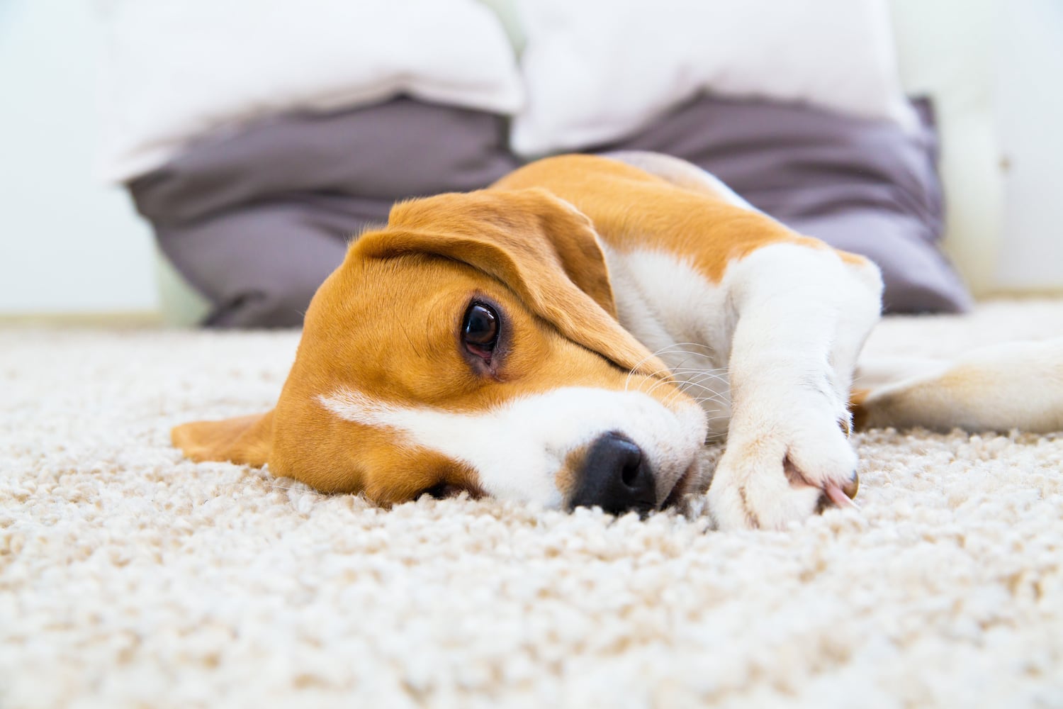 The Ultimate Guide: How Often Should You Clean Your Carpets?插图4