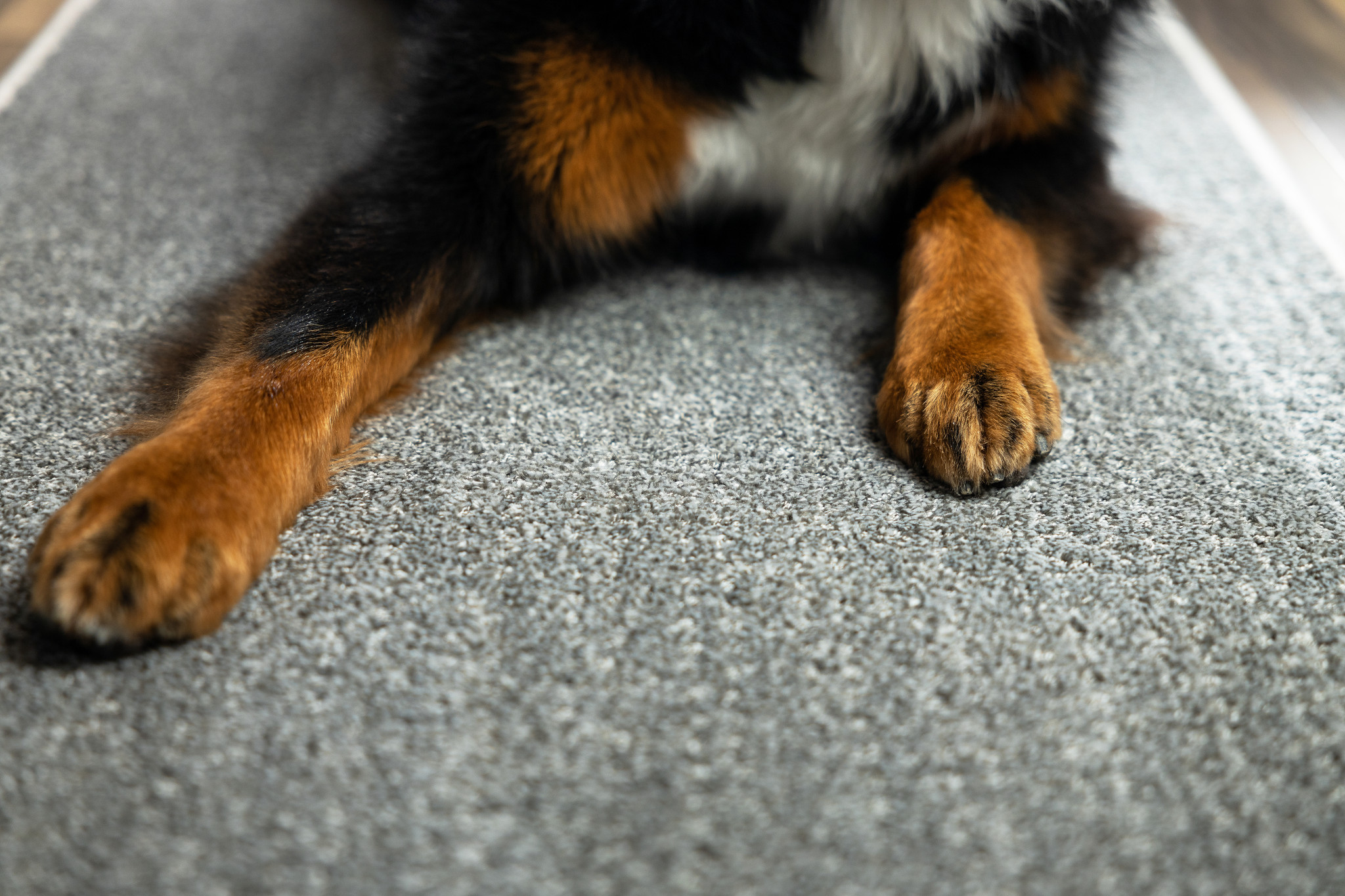 How often should you shampoo your carpets if you have pets？插图4