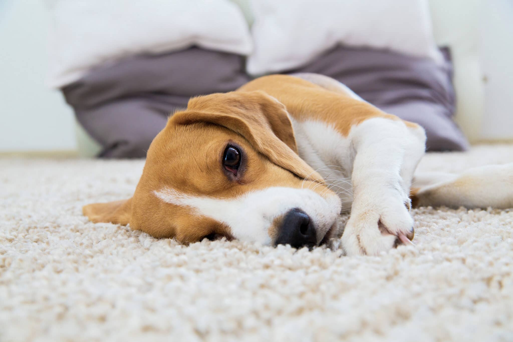 How often should you shampoo your carpets if you have pets？缩略图
