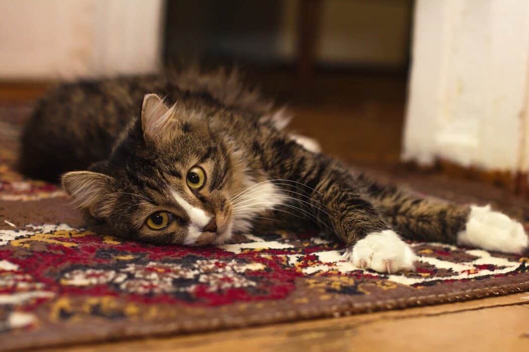 how often should you shampoo your carpets if you have pets